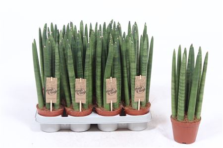 Sansevieria Straight