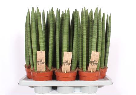Sansevieria Straight