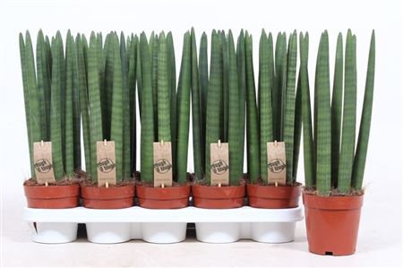 Sansevieria Straight