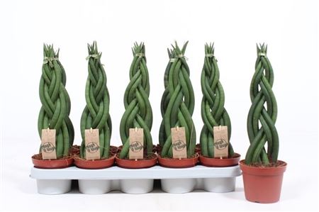 Sansevieria Twister