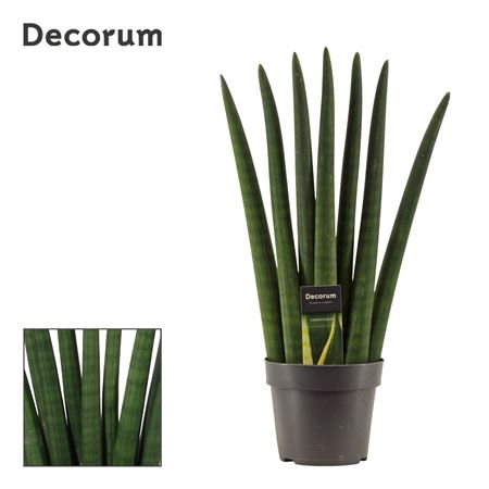 Sansevieria Cylindrica Fan (decorum)