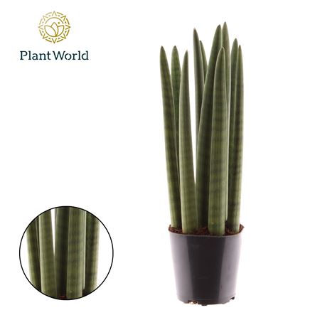 Sansevieria Cylindrica Spaghetti