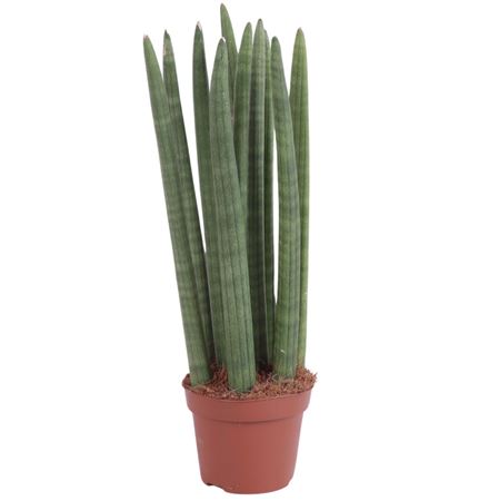 Sansevieria Cylindrica Straight