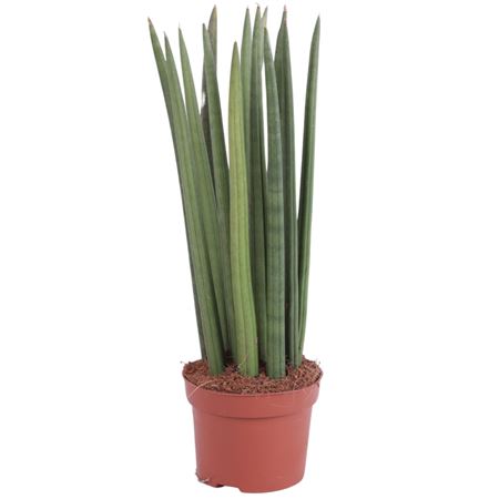 Sansevieria Cylindrica Straight