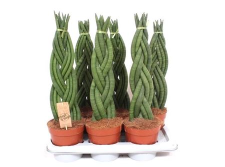 Sansevieria Twister