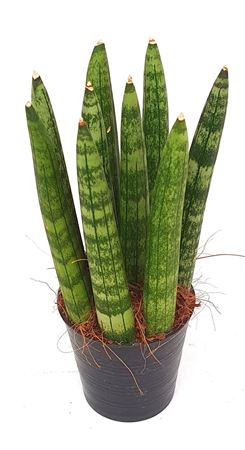 Sansevieria Cylindrica Straight