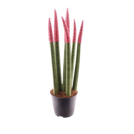 Sansevieria Candy Touchz® Sweetdip Red