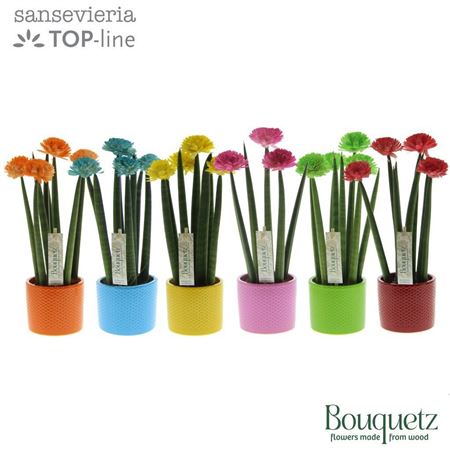 Sansevieria Top-line Bouquetz Mix In Dots Keramiek