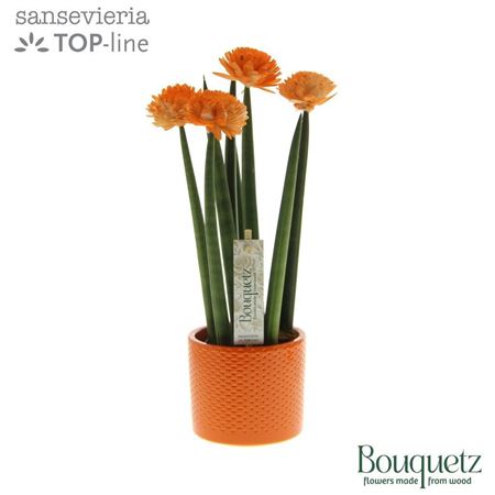 Sansevieria Top-line Bouquetz Orange In Dots Keram