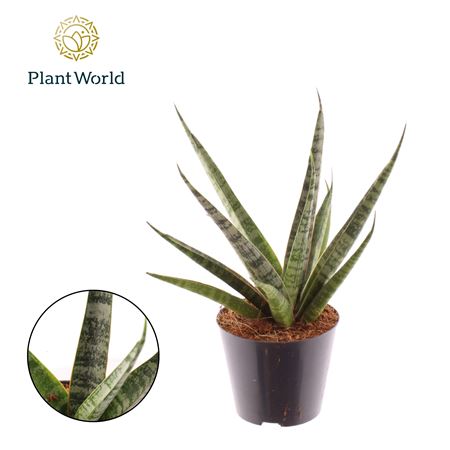 Sansevieria Sem
