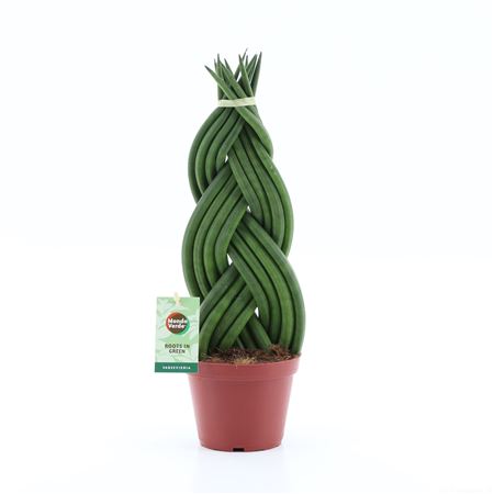 Sansevieria Cylindrica Braid