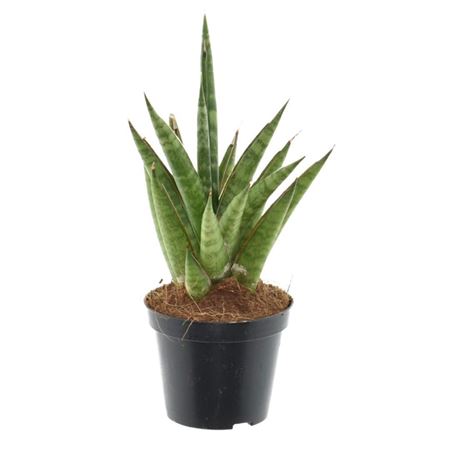 Sansevieria 'starshooter'