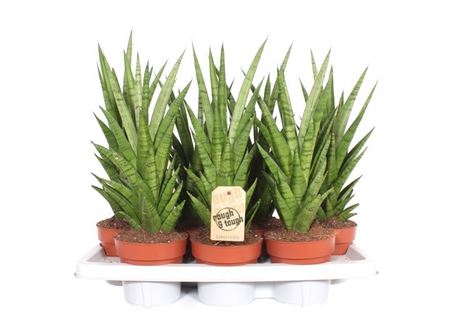 Sansevieria Tough Lady