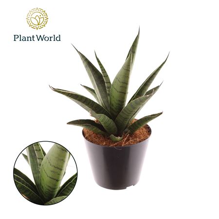 Sansevieria Cylindrica Twisted