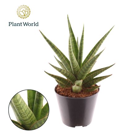 Sansevieria Cylindrica