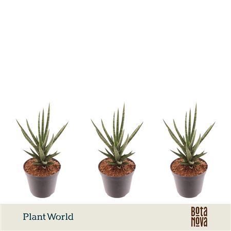 Sansevieria Torch