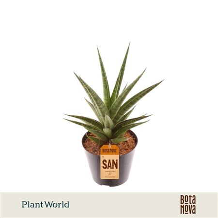 Sansevieria Cylindrica Twisted