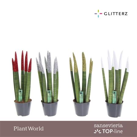 Sansevieria Velvet Touchz® Glitterz® Mix