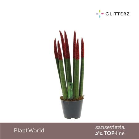 Sansevieria Velvet Touchz® Eco Glitterz Red