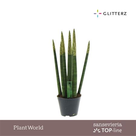 Sansevieria Velvet Touchz Eco Glitterz Gold