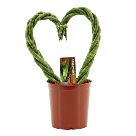 Sansevieria Cylindrica Heart