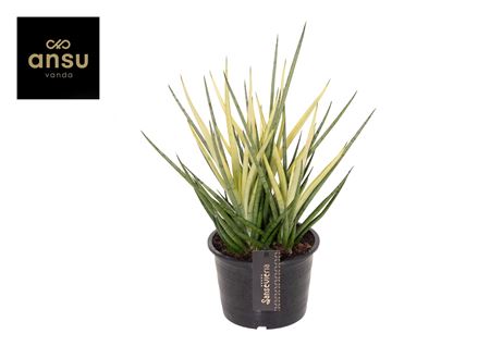 Sansevieria Chrysantha Lemon