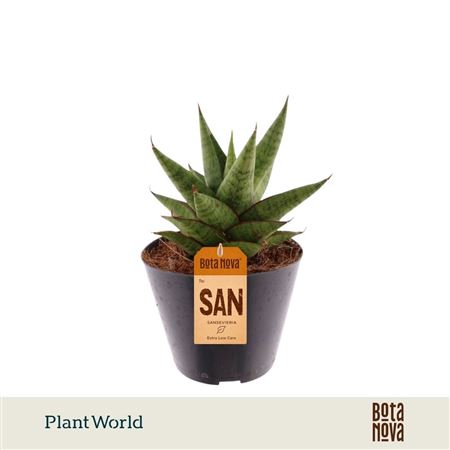 Sansevieria Apollo