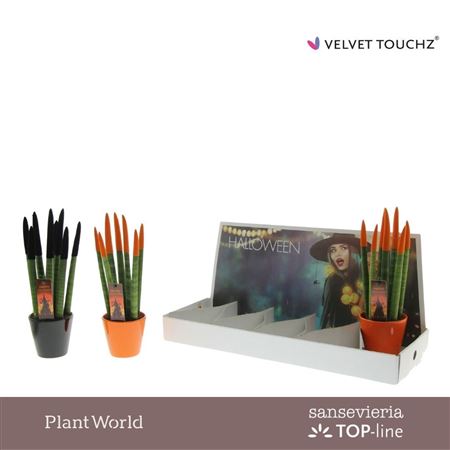 Sansevieria Velvet Touchz® Halloween Mix In Kerami