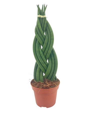 Sansevieria Cylindrica Braided