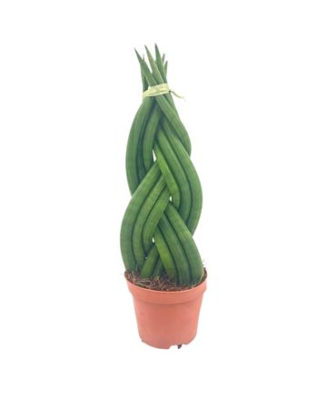 Sansevieria Cylindrica Braided