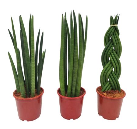 Sansevieria Cylindrica Mix 3 Sorts