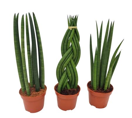 Sansevieria Cylindrica Mix 3 Sorts