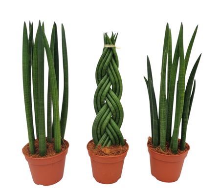 Sansevieria Cylindrica Mix 3 Sorts