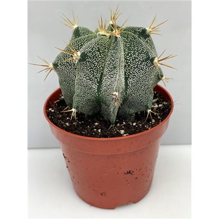Astrophytum Ornatum