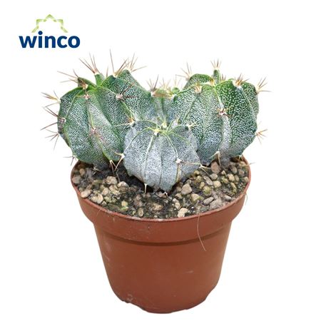 Astrophytum Ornatum (group)