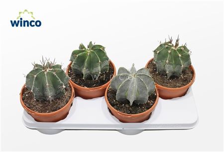 Astrophytum Ornatum
