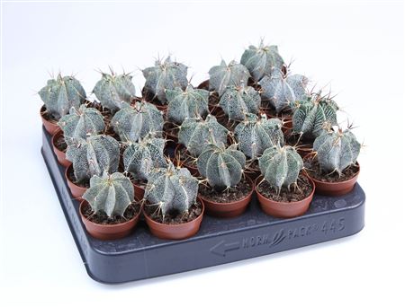 Astrophytum Ornatum E