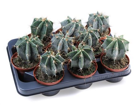 Astrophytum Ornatum