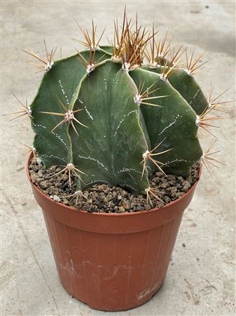 Astrophythum Ornathum