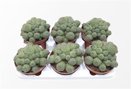 Rebutia Nitida