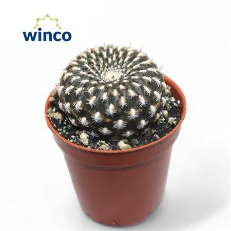 Sulcorebutia Arencea
