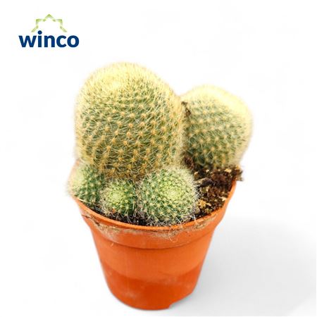 Rebutia Lima Naranja