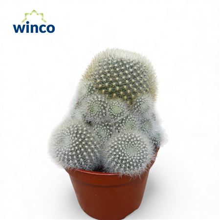 Rebutia Muscula (group)