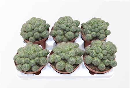 Rebutia Nitida