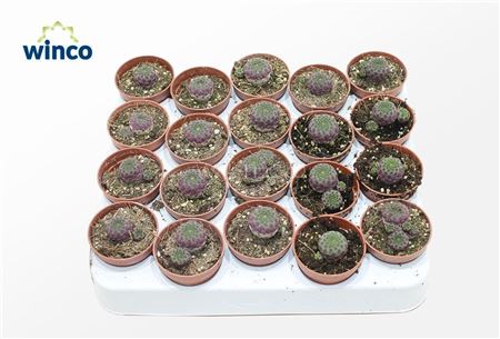 Sulcorebutia Rauschii (mini)