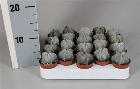 Astrophytum Myriostigma