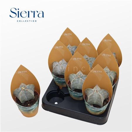 Astrophytum Myriostigma