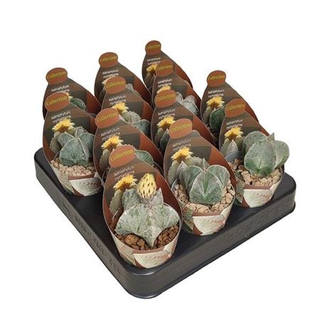 Astrophytum Myriostigma Potcover