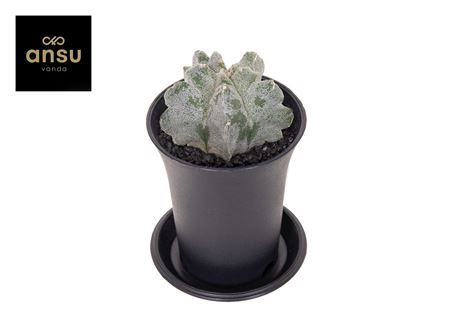 Astrophytum Myriostigma Kikko Onzuka