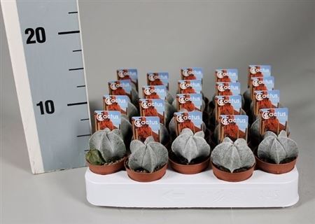 Astrophytum Myriostigma Foto-etiket